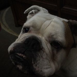 Meet your Posher, Chris